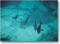 Underwater photo of ratfish in Endeavour Hydrothermal Vents MPA