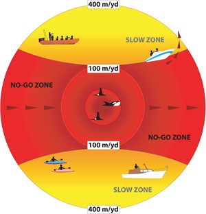 Graphic of No-go zone for boaters viewing marine mammals
