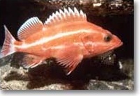 Photo of yelloweye rockfish (also known as red snapper)