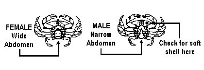 Illustration: Male and Female Crabs