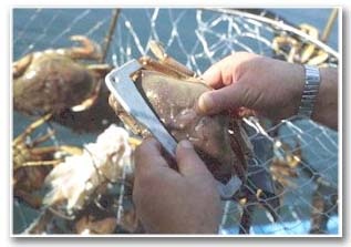 Photo of measuring crab using caliper device