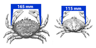 Illustration: Size Regulations for Dungeness Crab and Red Rock Crab