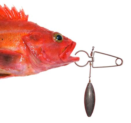 Yelloweye Rockfish with decending device