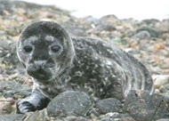 Photo of harbour seal pup