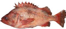 Darkblotched Rockfish