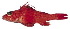 Longspine Thornyhead Rockfish