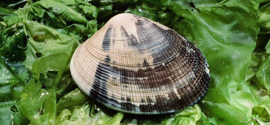 Manila clam