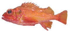 Rosethorn Rockfish
