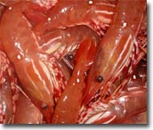 Photo: prawns