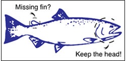 Illustration: Drawing of salmon missing adipose fin.
