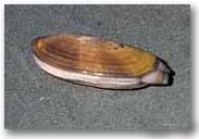 Photo: Razor clam