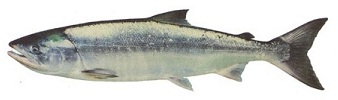 Chum salmon