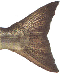 Close up photo of chinook salmon tail