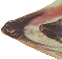 Close up photo of pink salmon jaw
