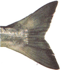 Close up photo of sockeye tail
