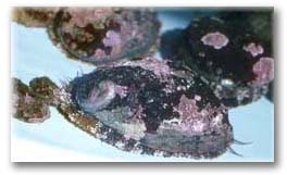 Photo: Northern Abalone