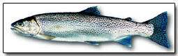 Illustration of Cutthroat - courtesy of the B.C. Ministry of Environment
