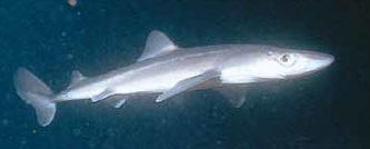 Spiny+dogfish+shark+habitat