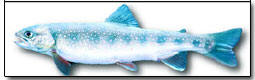 Illustration of Dolly Varden - courtesy of the B.C. Ministry of Environment