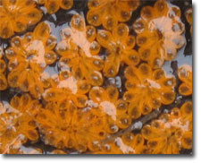 Photo: Golden star tunicate