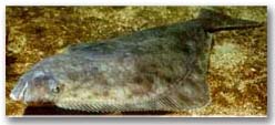 Photo - Halibut
