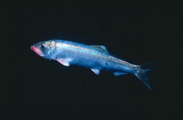 Photo - Herring