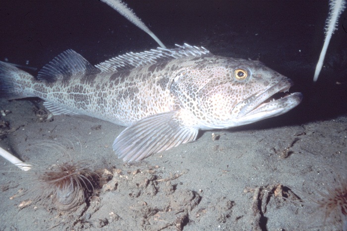Photo - Lingcod
