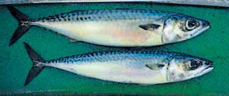 Photo - Mackerel