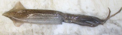 Photo: Opal Squid