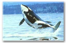 Photo - baleine