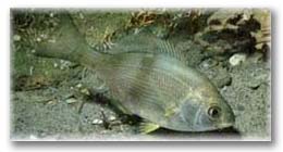 Photo - Pile Perch