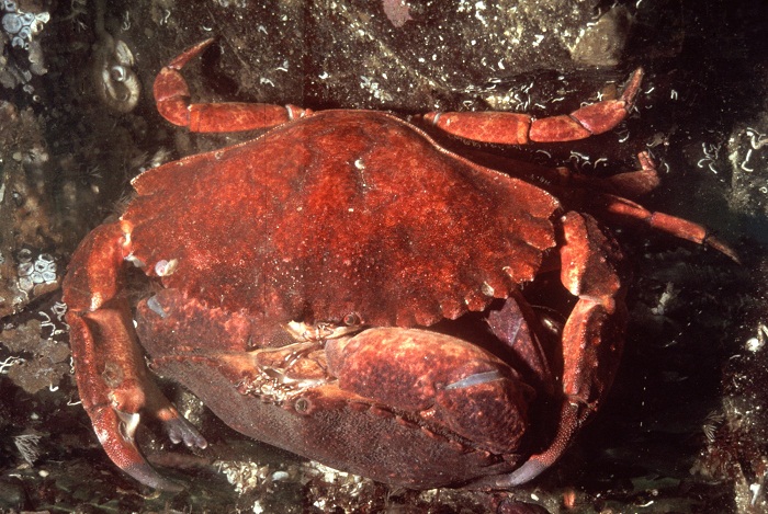 Photo: Redrock crab