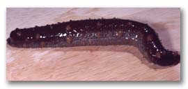 Photo: Sea Cucumber