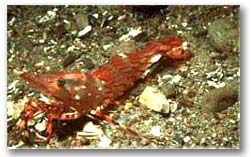Photo - Prawn
