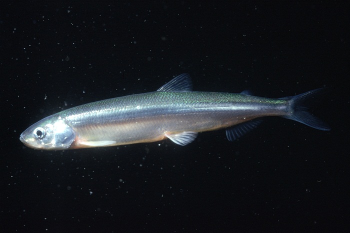 Photo - Smelt