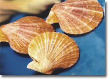 Photo: Spiny Scallops