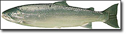 Illustration of Steelhead trout