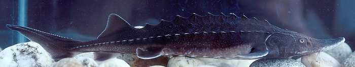 Photo - White Sturgeon