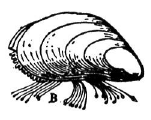 Photo:  Zebra Mussels