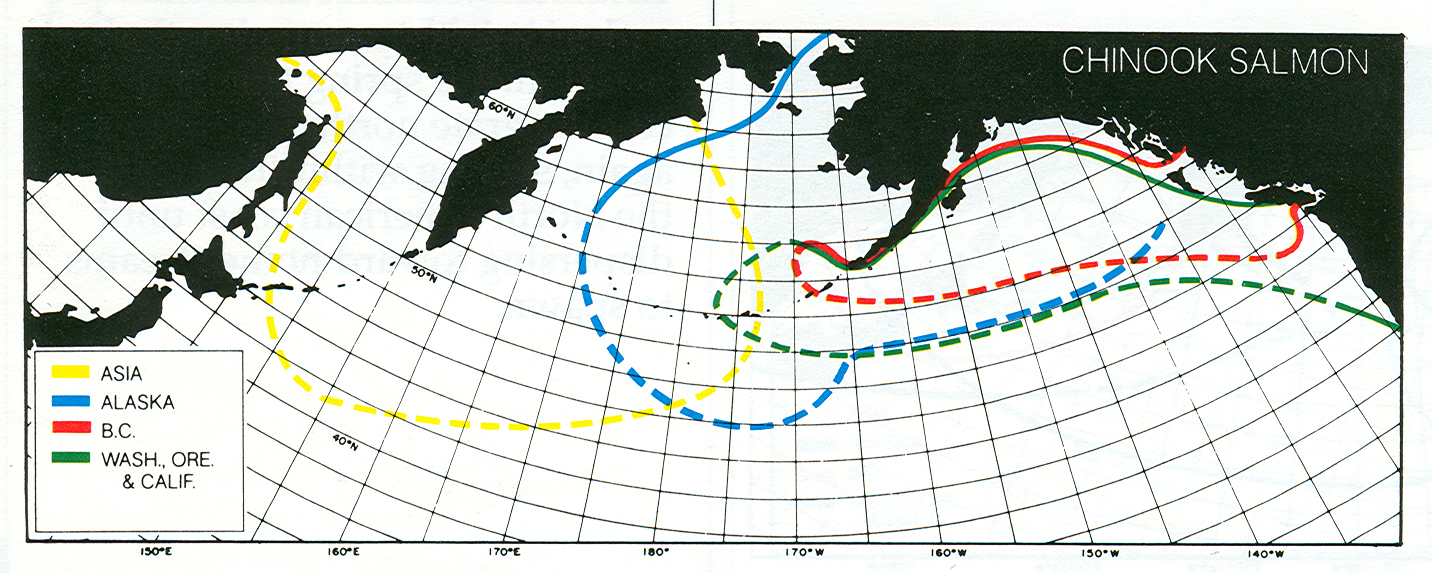 Chinook Migration Map 