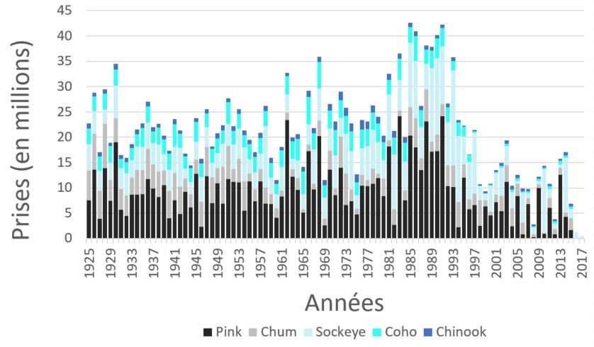 graph showing commerical catch of Canadian Pink, Sockeye, Coho and Chinook Salmon