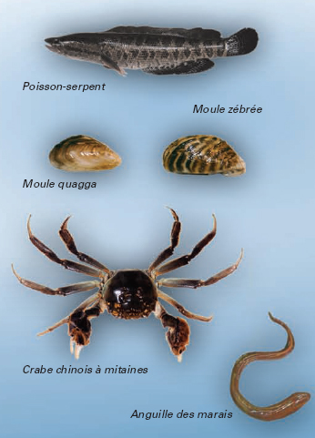 Photo: Esp�ces dulcicoles envahissantes potentielles&nbsp;