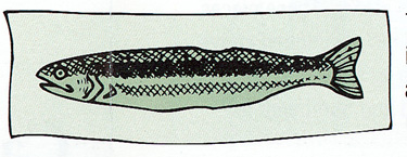 Illustration: Drawing of salmon missing adipose fin.