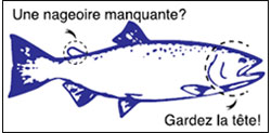 Illustration : Repr�sentation d’un saumon dont la nageoire adipeuse est manquante.