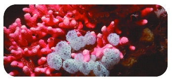 Photo: Pink ocean coral.