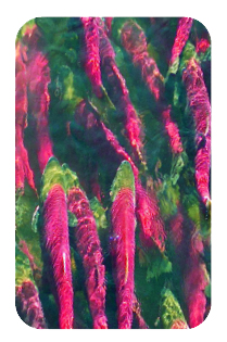 Photo: Swimming salmon.