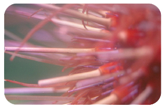 Photo: Red Sea Urchin.