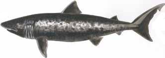 Illustration: Basking Shark