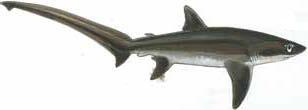 Illustration: Bigeye Thresher Shark
