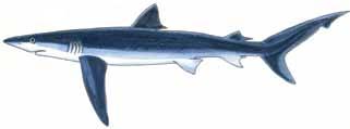 Illustration: Blue Shark